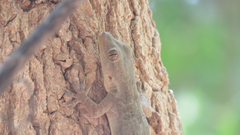 Hemidactylus flaviviridis