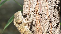 Calotes versicolor