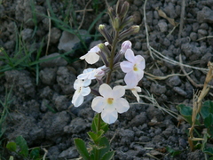 Pitraea cuneato-ovata