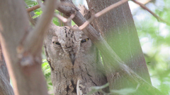 Otus brucei