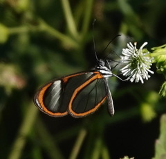Pseudoscada timna timna