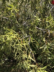 Santalum acuminatum
