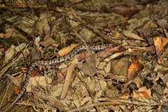 Protobothrops mucrosquamatus
