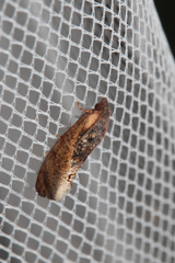 Cryptophlebia ombrodelta