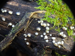 Helicogloea compressa