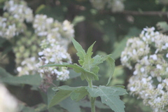 Montanoa tomentosa