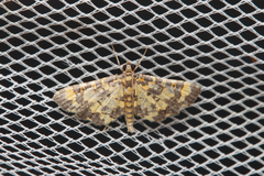 Eurrhyparodes tricoloralis