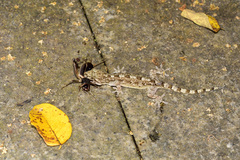 Gekko hokouensis