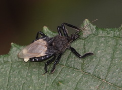 Apiomerus