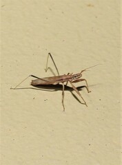 Sastrapada australica