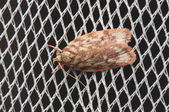 Oligoloba