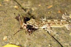Gekko hokouensis