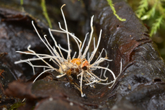 Ophiocordyceps