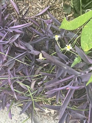 Chloracantha spinosa