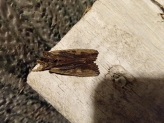 Lithophane signosa