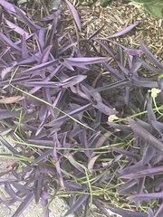 Chloracantha spinosa