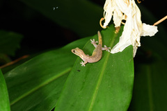 Hemiphyllodactylus typus