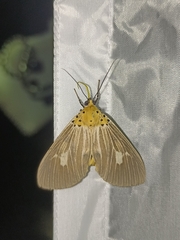 Asota plaginota