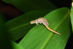 Hemiphyllodactylus typus