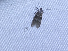 Blastobasis glandulella