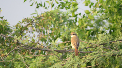 Lanius isabellinus