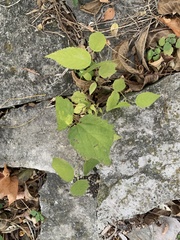 Celtis tenuifolia