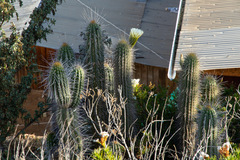 Trichocereus chiloensis