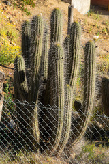 Trichocereus chiloensis