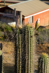 Trichocereus chiloensis