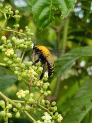 Xylocopa flavonigrescens