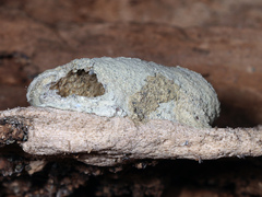 Sceliphrinae
