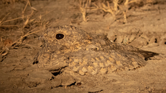 Caprimulgus mahrattensis
