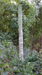 Pachycereus pecten-aboriginum