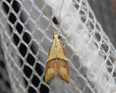 Crocanthes prasinopis