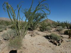 Fouquieria splendens splendens