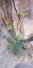 Senecio spartioides