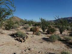 Fouquieria splendens splendens