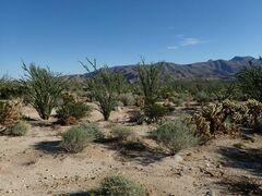 Fouquieria splendens splendens