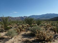 Fouquieria splendens splendens