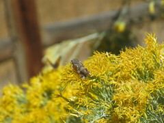 Ctenoplusia oxygramma