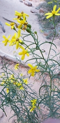 Senecio spartioides