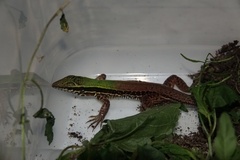 Ameiva ameiva