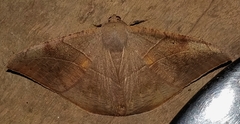 Oxydia trychiata