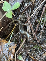 Desmognathus brimleyorum