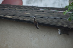 Campylorhynchus griseus
