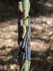 Phosphila turbulenta