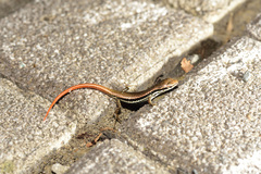 Sphenomorphus incognitus