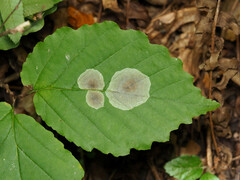Cameraria hamameliella