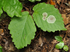 Cameraria hamameliella