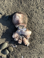 Enteroctopus dofleini